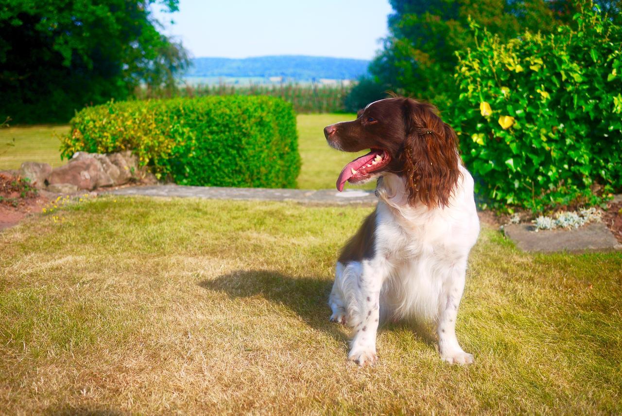 Glewstone Court Country House Hotel Ross-on-Wye Εξωτερικό φωτογραφία